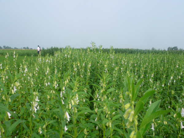 燕莊八斗芝麻種植基地