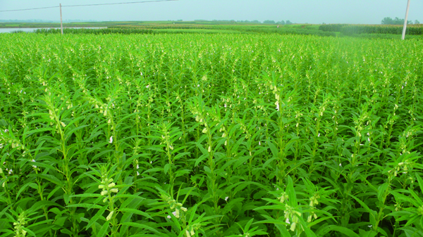 燕莊當(dāng)涂芝麻種植基地