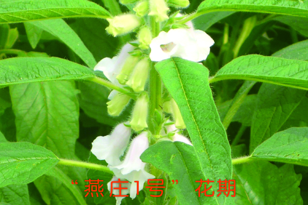 “燕莊一號”花期