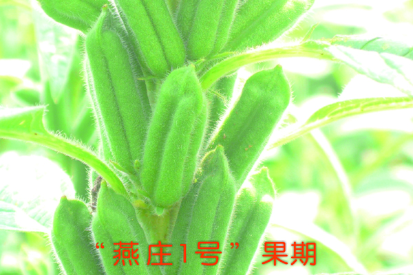 “燕莊一號”果期